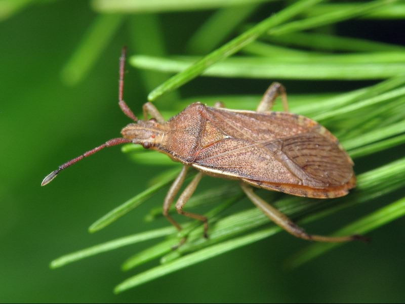 Ceraleptus lividus Stein, 1858
